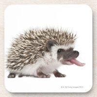 Four-toed Hedgehog - Atelerix albiventris
