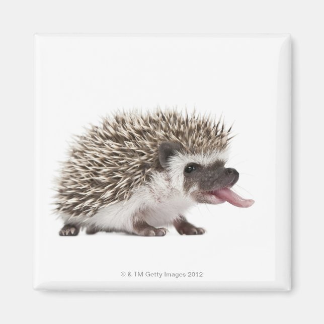 Four-toed Hedgehog - Atelerix albiventris Magnet (Front)