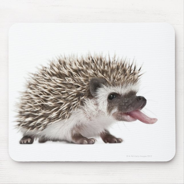 Four-toed Hedgehog - Atelerix albiventris Mouse Pad (Front)
