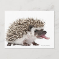 Four-toed Hedgehog - Atelerix albiventris