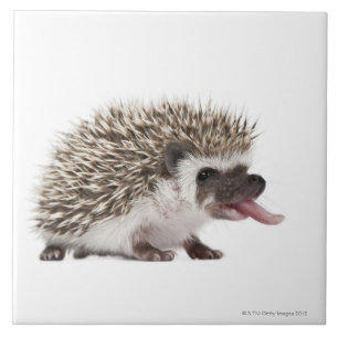 Four-toed Hedgehog - Atelerix albiventris Tile