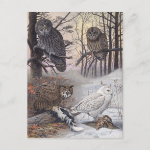 Four Types of Owls Vintage Illustration Postcard