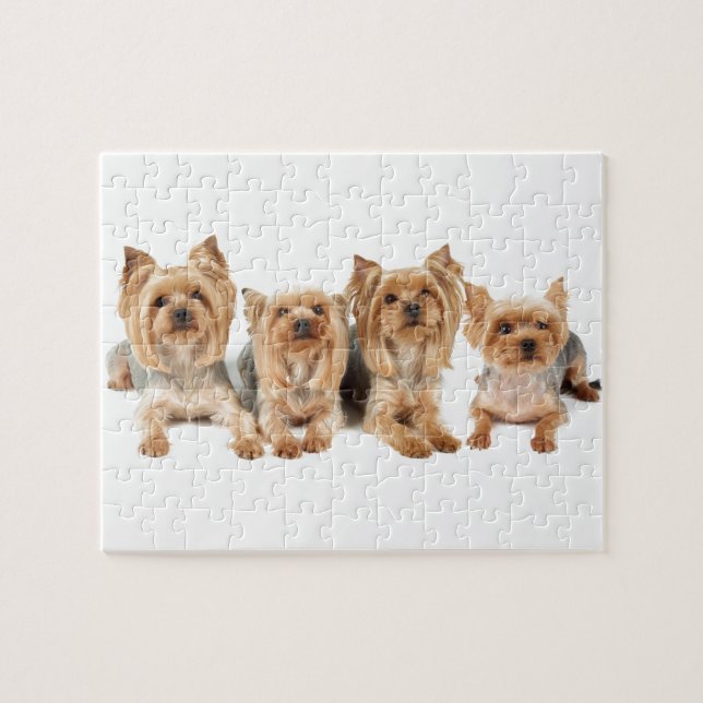 Four yorkies jigsaw puzzle (Horizontal)