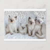 Four young Ragdoll cats sitting in a row