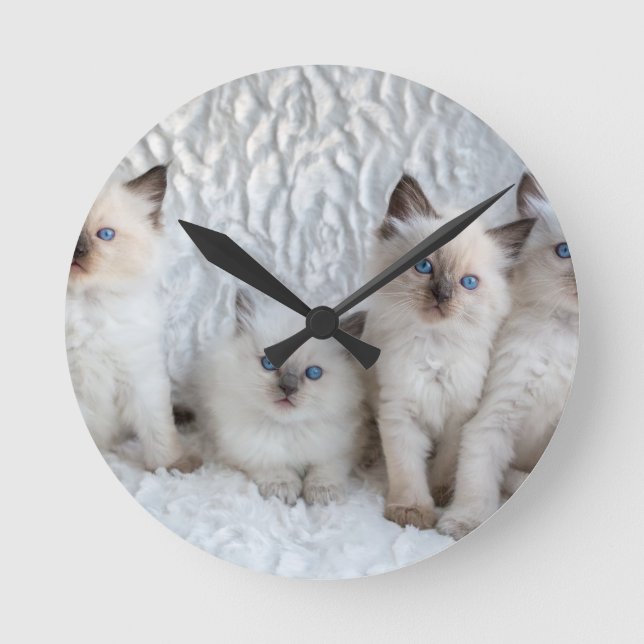 Four young Ragdoll cats sitting in a row Round Clock (Front)