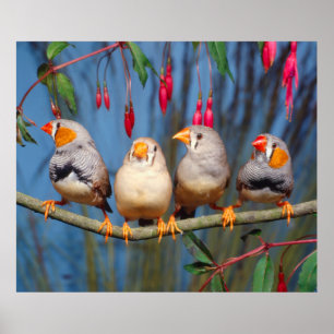four zebra finks sitting next to each other poster