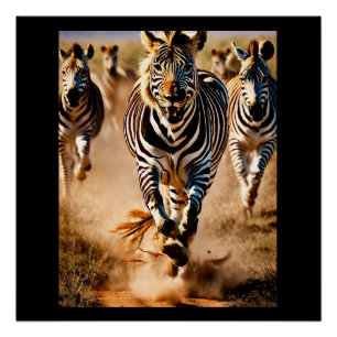 Four Zebras Running Across the Savanna While a Poster