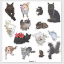 Fourteen Cute Dog and Cat Photo