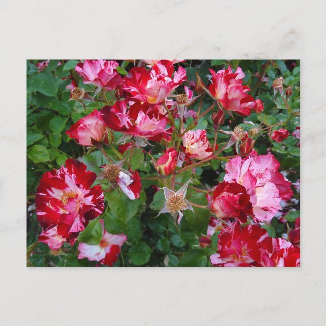 Fourth of July Rose #2 Postcard (Front)