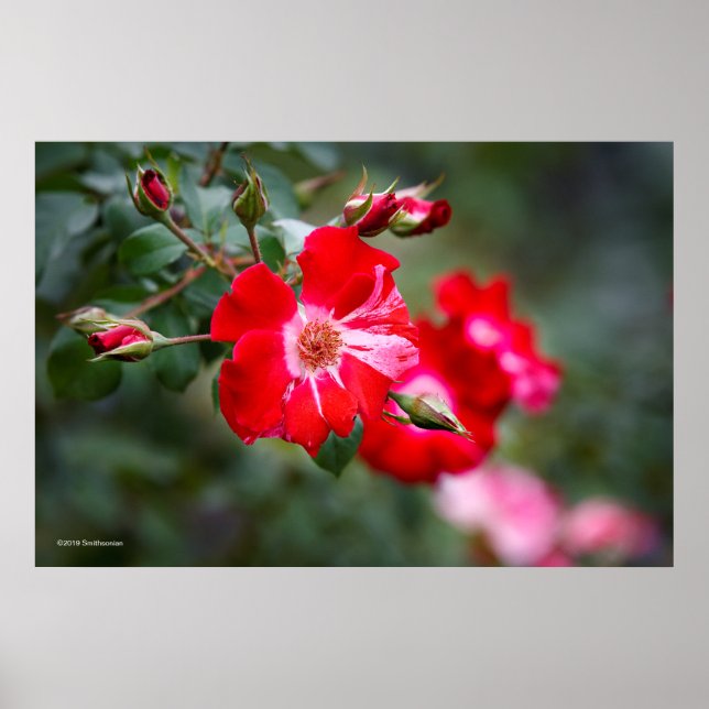 Fourth of July Shrub Poster (Front)