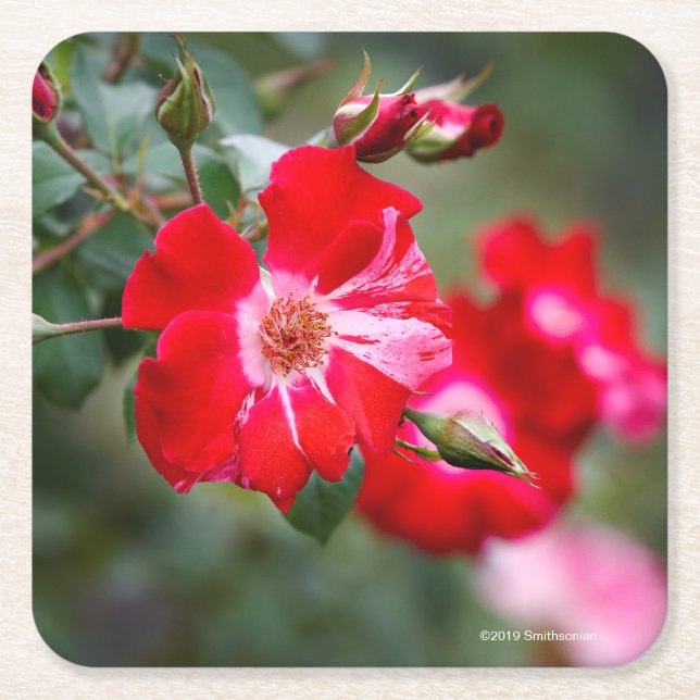 Fourth of July Shrub Square Paper Coaster (Front)