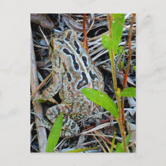 Fowlers Toad Postcard