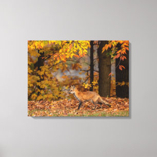 Fox And Colourful Foliage Canvas Print