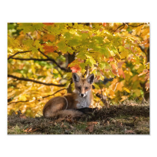  Fox And Foliage      Photo Print