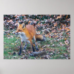 Fox and its kill poster