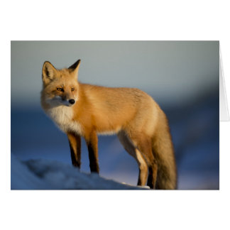 Fox Card - blank for all occasions - custom card