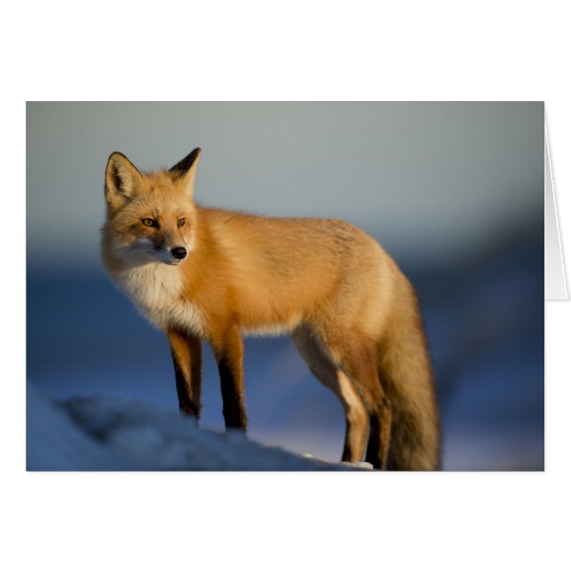 Fox Card - blank for all occasions - custom card (Front Horizontal)