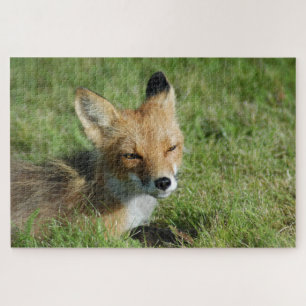 Fox closeup, Brooks Falls Alaska  Jigsaw Puzzle