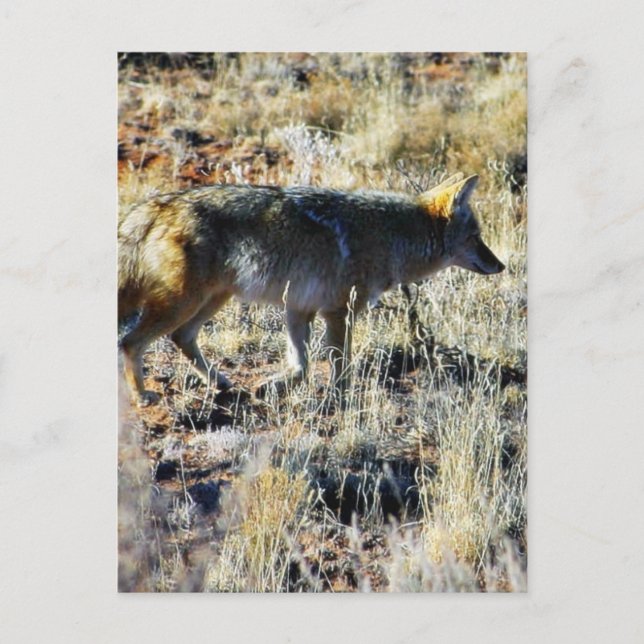 Fox Coyotes Wild Anilmal In Field Postcard (Front)