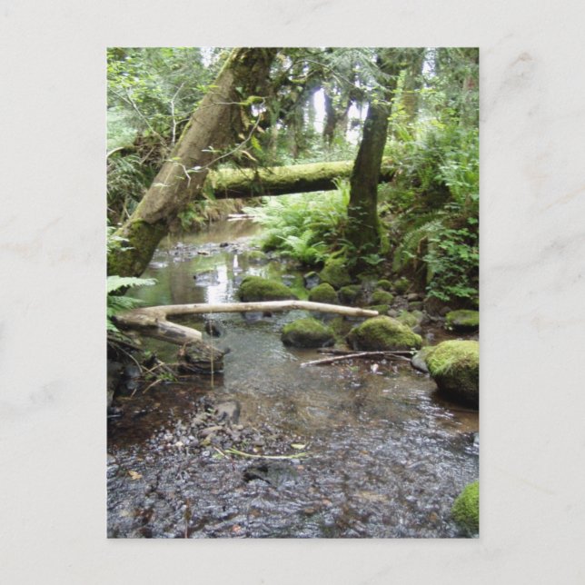 Fox Creek, Rainier, Oregon Postcard (Front)