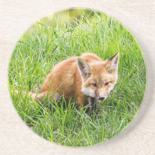 Fox Cub Coaster