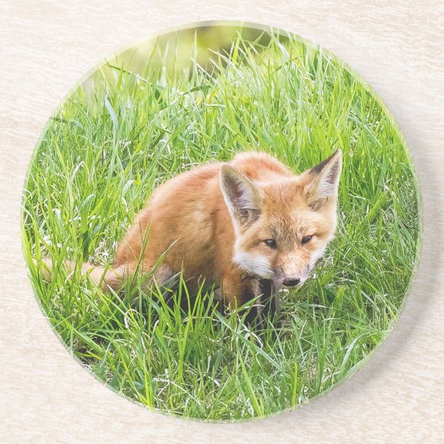 Fox Cub Coaster (Front)
