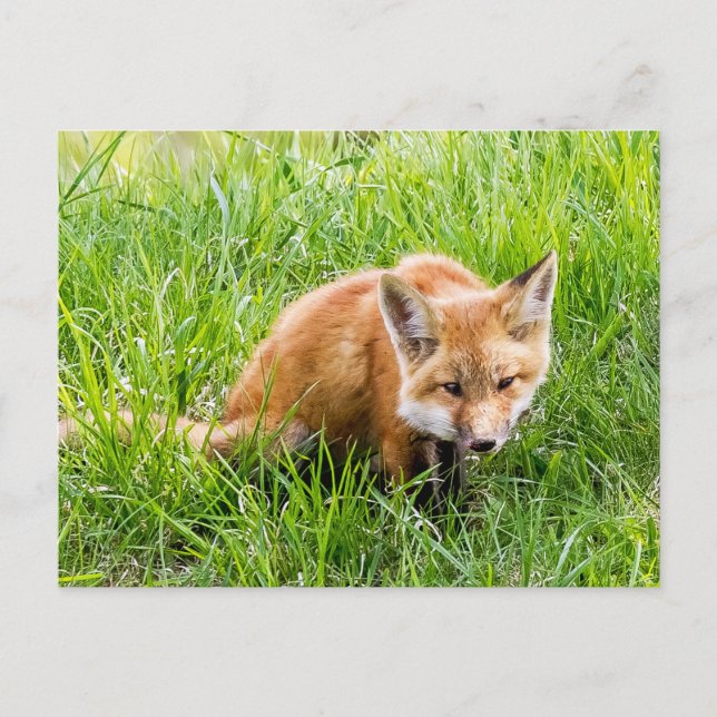 Fox Cub Postcard (Front)