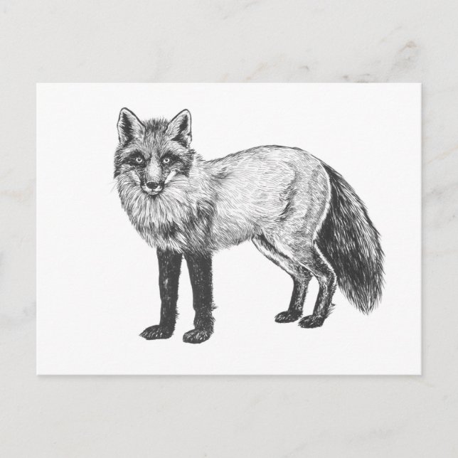 Fox drawing postcard (Front)