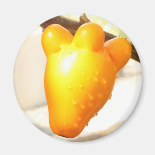 Fox Face Fruit (Solanum mammosum) Magnet