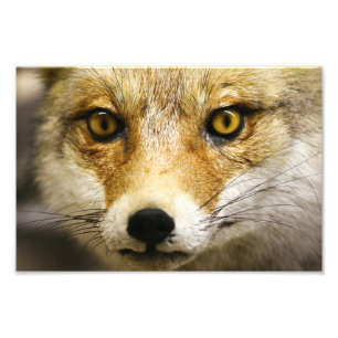 Fox Face Photo Print