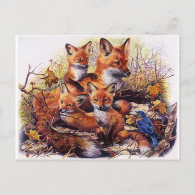 Fox Family Portrait Postcard (Front)