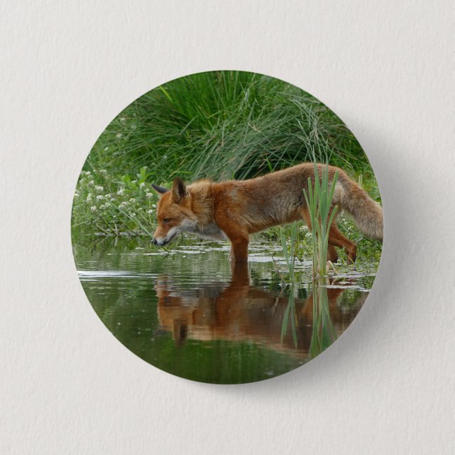 Fox in pond 6 cm round badge (Front)