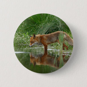 Fox in pond 6 cm round badge