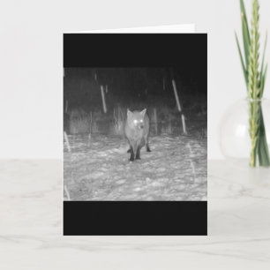 Fox in Snow at Night Greeting Card Add Text