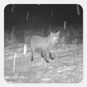 Fox in Snow Winter Square Sticker
