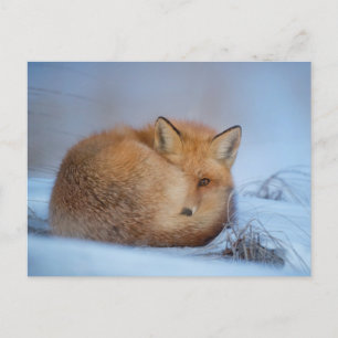 Fox in the Snow Photo Postcard