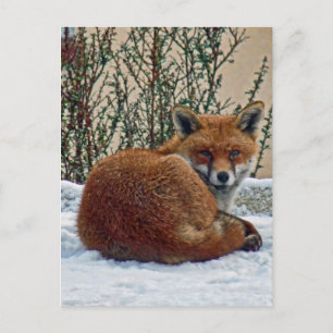 Fox in the snow postcard