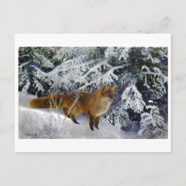 Fox in Winter (1904) by Bruno Liljefors  Postcard (Front)