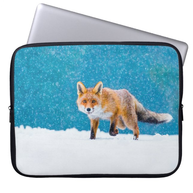 Fox in winter. Red fox, Vulpes vulpes, sniffs abou Laptop Sleeve (Front)