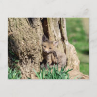 Fox Kit in the Hudson Valley