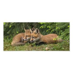 Fox Kit Pals Photo Print