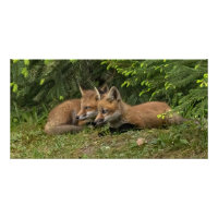 Fox Kit Pals