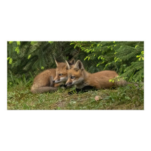  Fox Kit Pals  Poster