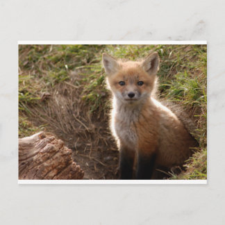 fox kit postcard