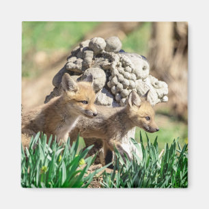 Fox Kits in the Hudson Valley Magnet