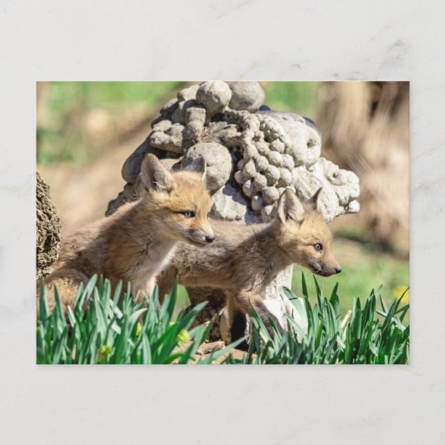Fox Kits in the Hudson Valley Postcard (Front)