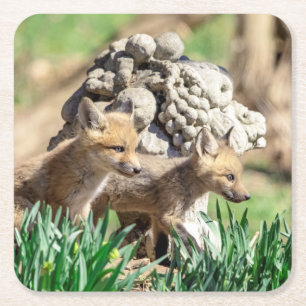 Fox Kits in the Hudson Valley Square Paper Coaster