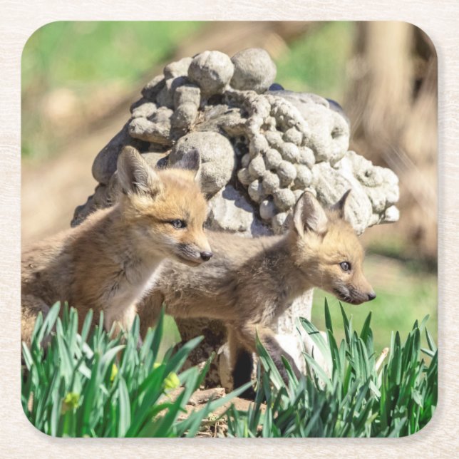 Fox Kits in the Hudson Valley Square Paper Coaster (Front)