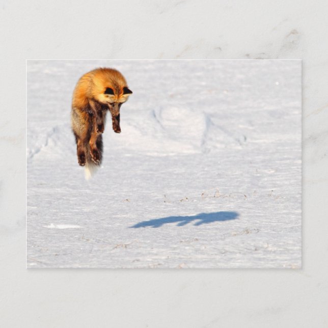 Fox Leap | Yukon, Canada Postcard (Front)