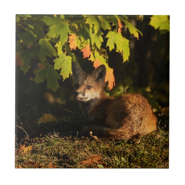  Fox Leaves and Shadows       Tile (Front)